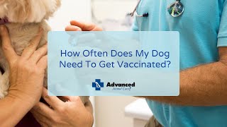How Often Does My Dog Need To Get Vaccinated? by Advanced Animal Care 1,140 views 2 years ago 2 minutes, 38 seconds