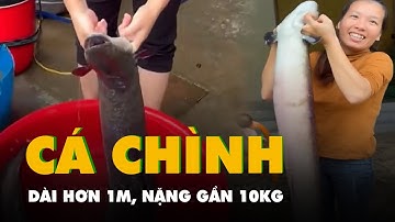 Bắt được cá chình dài hơn 1m, nặng gần 10kg trên sông Gianh