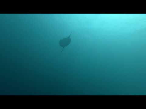 Video: Umwelteinflüsse Auf Die Saisonalen Bewegungen Des Satellitengestützten Meeressonnenfischs Mola Mola Im Nordostatlantik