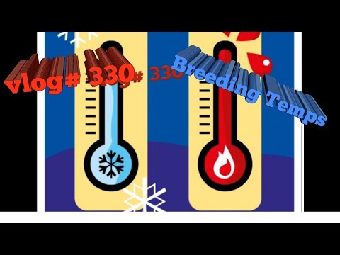 Temperatures When Breeding Ball Pythons - YouTube