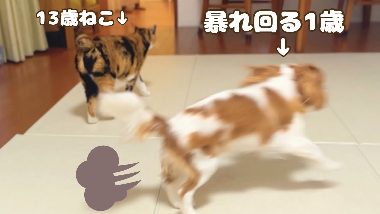 #46 先住猫と走り回って元気いっぱい😅💨