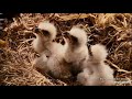 Decorah Eagles ~ Decorah Triplets All Lined Up In A Row Ready To Eat! 4.10.20