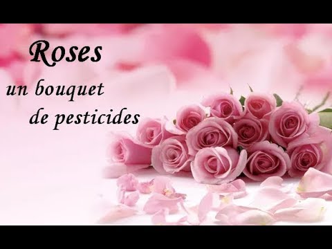 Vidéo: Comment Choisir Un Bouquet Pour La Saint-Valentin