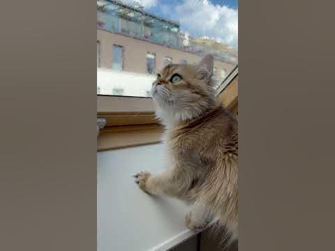 Малыш Арчи - YouTube