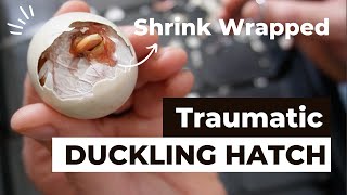 Shrink wrapped duckling  A traumatic duckling hatch