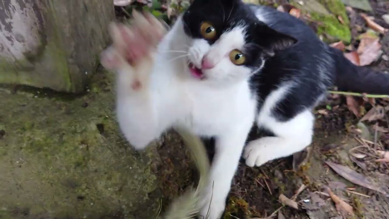 猫じゃらし - YouTube 猫じゃらし - YouTube