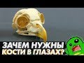 Зачем в глазу КОСТИ? Строение глаза и сюрпризы эволюции.