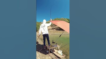 Câu cá tự nhiên vẫn luôn là 1 ẩn số |Fishing Natural sentence is always an unknown 🎣🐟