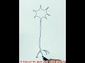 how to draw structure of neuron easily