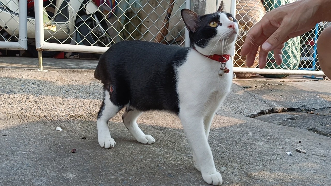 おねだりハチワレ