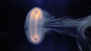 The Vortex Ring, Close Up, in Slow Motion.