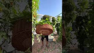 Basil in aeroponics garden aeroponic hydroponics shorts instagram