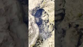 Scary sea Eel fish 😳 Rare Snake sea fish