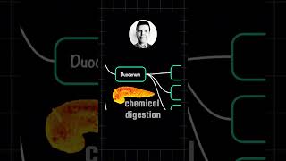 Igcse Biology Essential Concepts For 2026 Exams Human Nutrition Mind Map Worth 5 Marks