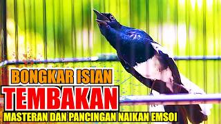 BONGKAR TEMBAKAN RAPAT, PANCINGAN DAN MASTERAN AGAR KACER NAIK EMOSI DAN IKUT NEMBAK