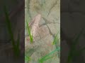 #shortvideo
