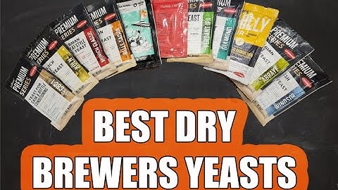 The BEST DRY BEER YEAST Strains for Homebrewers