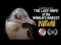 The last hope of the world rarest&#39;s penguin