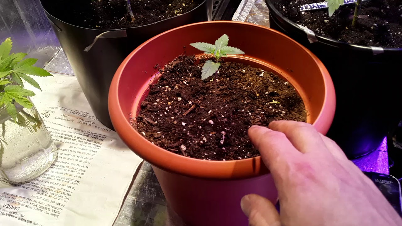 Cannabis grow update 45 to 47 days in VEG"  of my winter indoor grow