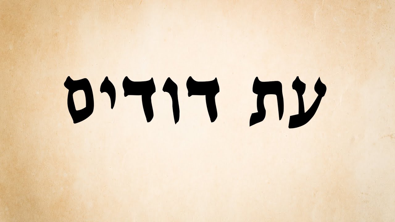 עת דודים - אילון הייטנר
