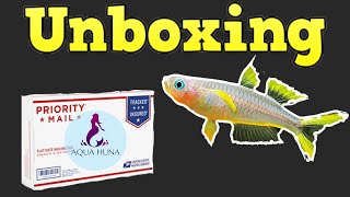 Aqua Huna Fish Unboxing