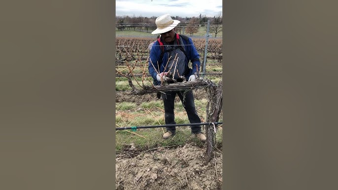 TIJERA ELÉCTRICA BAHCO BCL23 (35mm.) - I.V.A Y PORTES INCLUIDOS -  Suministros Agrícolas