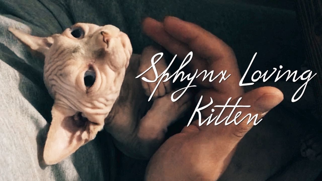 Loving Sphynx Kitten Amazingly Obsessed Cat YouTube