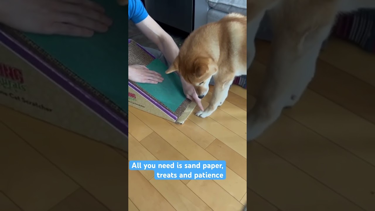 The best trick for trimming your dogs nails ! 