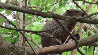 Yes, Groundhogs Do Climb Trees