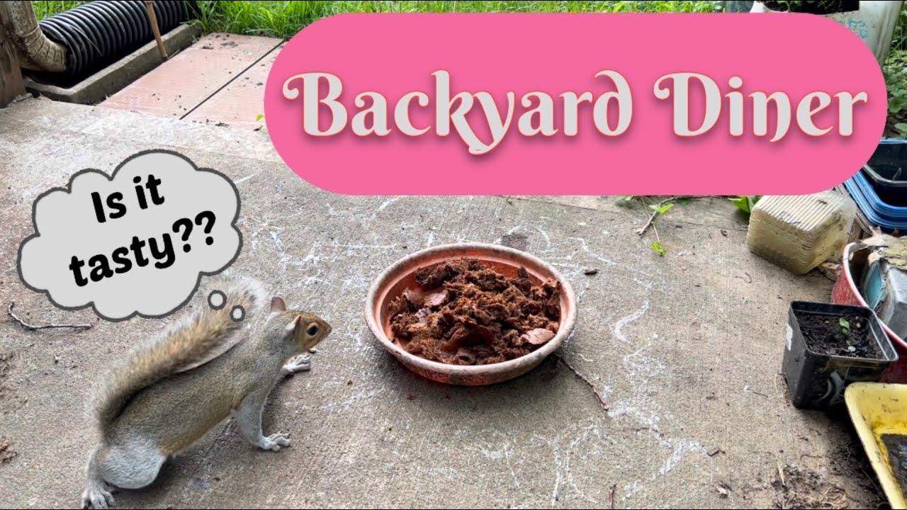 Squirrels and birds tasting whole wheat bread YouTube