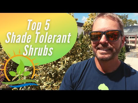 Video: Shrubs In The Shade