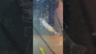 Adding Ghost shrimp in my puffer fish aquarium
