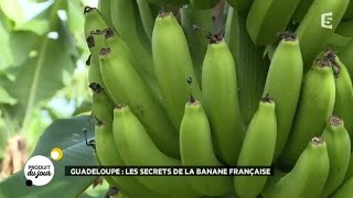 Guadeloupe : les secrets de la banane française