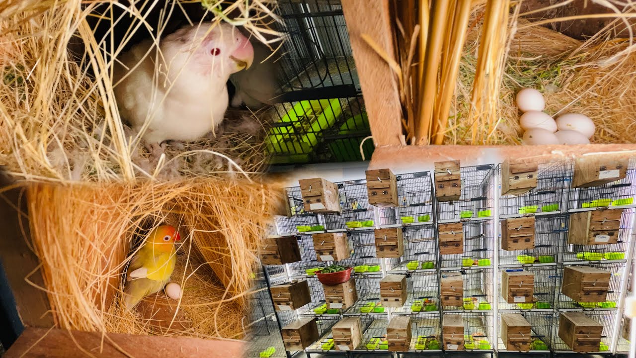Love birds Breeding Progress ||Lovebirds Breed Season 2024-25