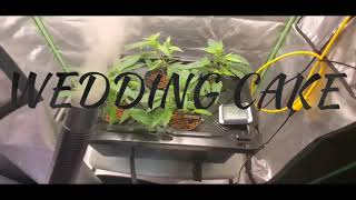 Wedding Cake Cannabis Strain with Kush Santa