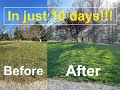 GREEN and WEED FREE Lawn After 1 Step