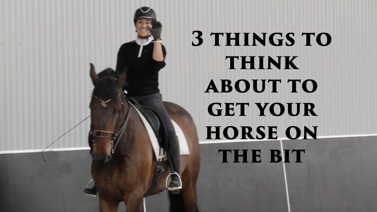 3 THINGS TO THINK ABOUT TO GET YOUR HORSE ON THE BIT Dressage Mastery