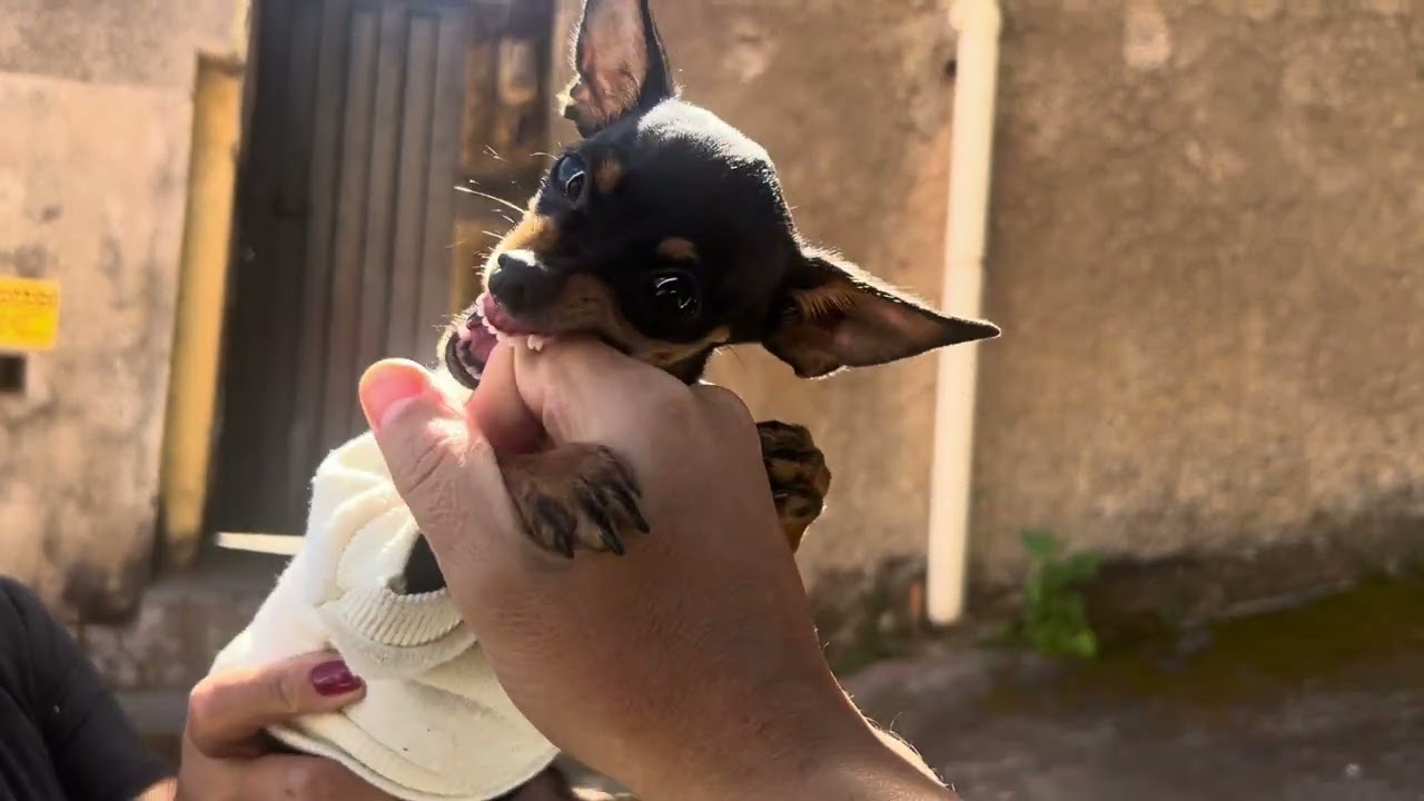 FUI CUMPRIMENTAR A TIFANY, VEJA O QUE ACONTECEU #pets #petsfofinhos #cachorro 