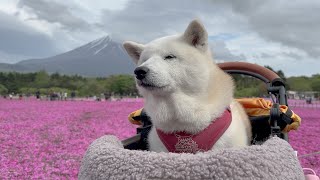 【GW最後の思い出】まるでピンクの絨毯圧巻の芝桜祭りに見惚れる可愛い柴犬