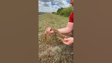 HISSING BULLSNAKE!! 🐍😲#bullsnake #hissing #snake
