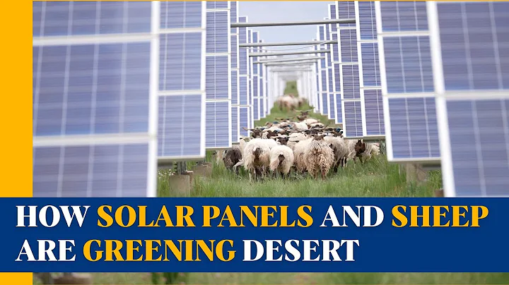How solar panels and sheep are greening Qinghai's desert