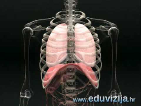 👨‍🏫Organi za disanje i glas - 8. razred - Biologija