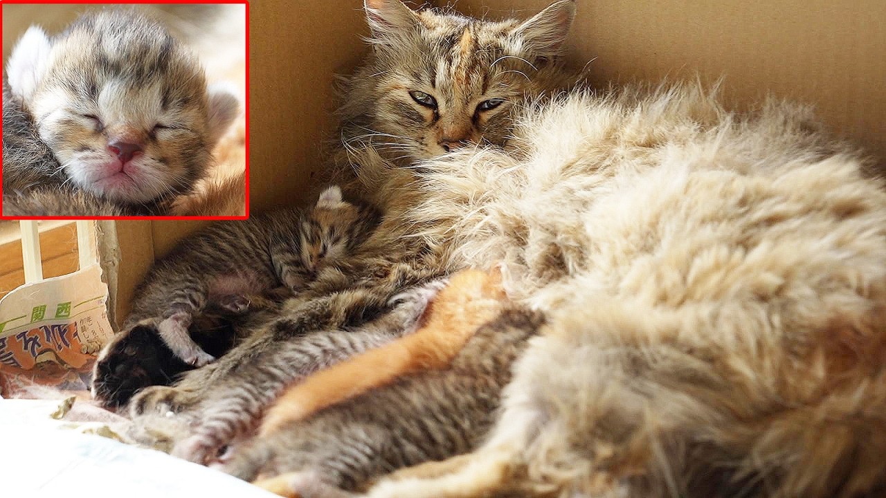 捨てられたブランド母猫と子猫たちがすくすくと育つ 生後5日目って