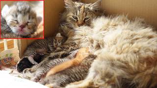 捨てられたブランド母猫と子猫たちがすくすくと育つ 生後５日目ってどんな様子？@NekoTakaD 猫たかD