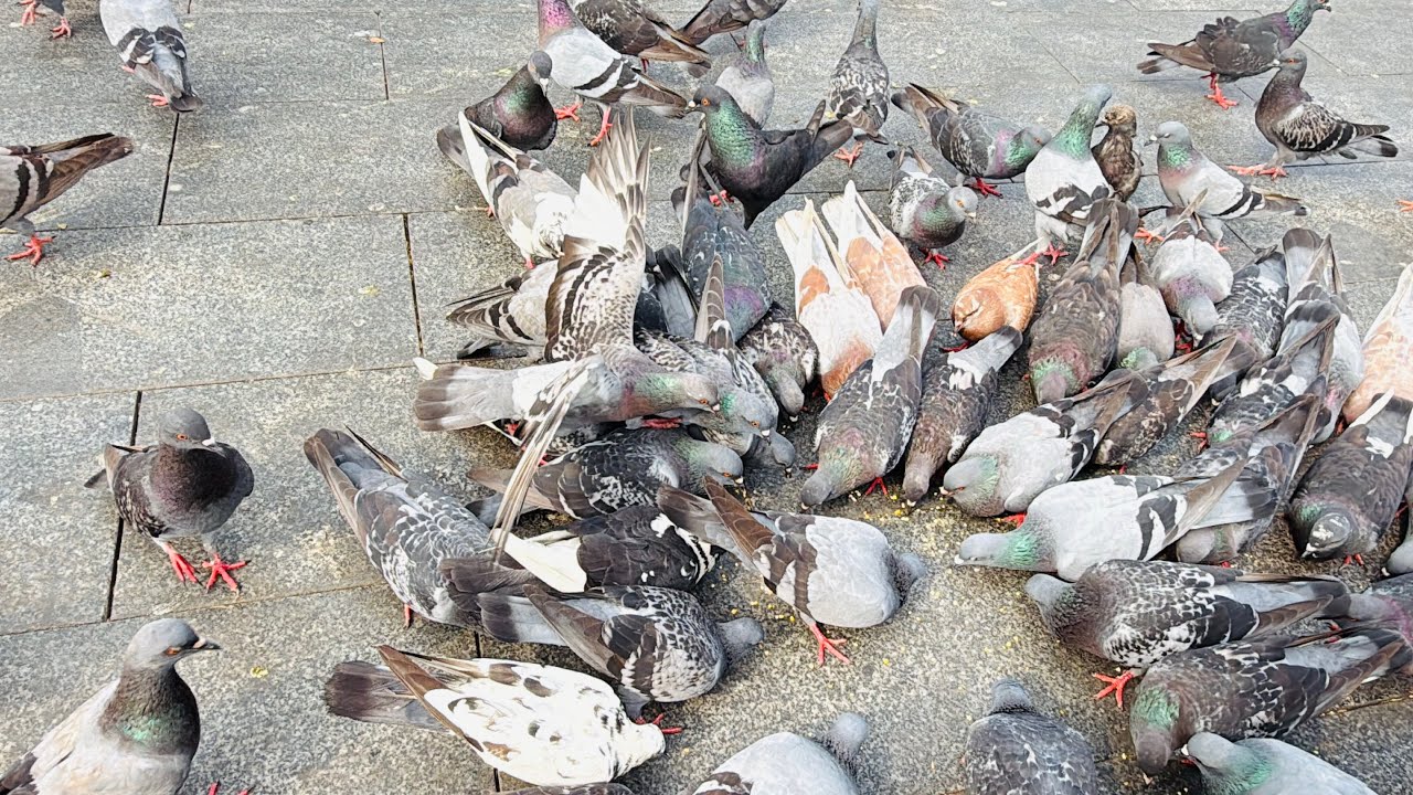 Many pigeons are happily competing for food.