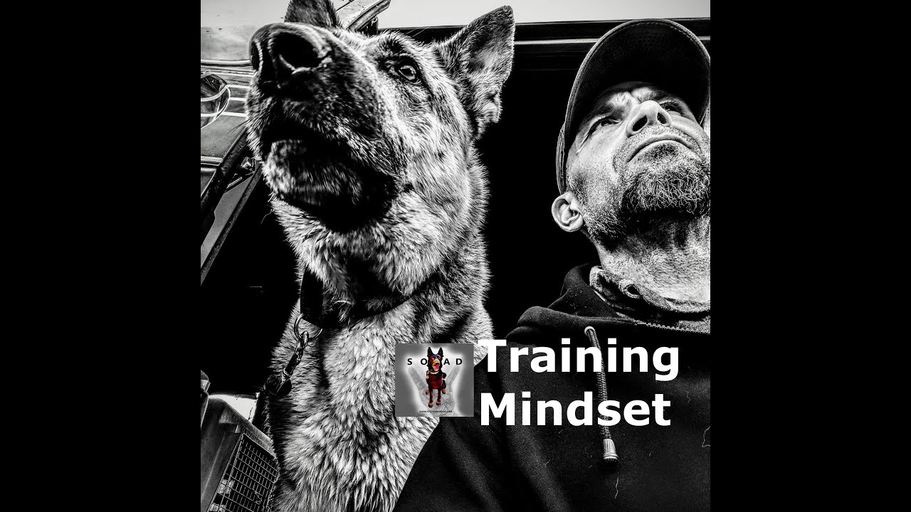 Dog Training Mindset TURN ON CC| Training Talk with Jason | System of a Dog