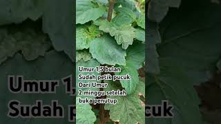 Download Lagu Penampakan Nilam Umur 1,5 Bulan||Petik Pucuk #nilam MP3