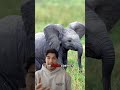 Elephant baby thought it lost her mother #wildlife #elephant #cute
