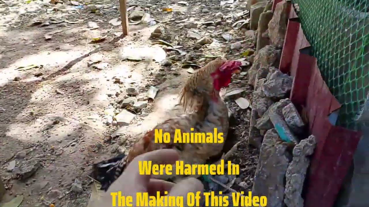 198/Videos  Mga Sisiw at Inakay na kalapati #greaterestongloft #bioresearchbiopigeon 