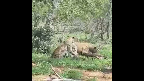 ЛЕОПАРД ЗАБРАЛ ЕДУ У ГИЕНЫ .